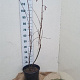 Corylus 'Rode Zellernoot' 125-150 cm 12L