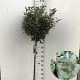 Elaeagnus ebb. 'Compacta' 90 cm stam 10L