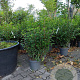Prunus l. 'Angustifolia' 50-60 cm 7,5L