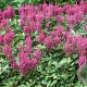 Astilbe c. 'Vision in Pink' GM P9