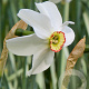 Narcissus poeticus recurvus (spc) GM P9