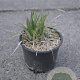 Liriope muscari 'Big Blue' GM 2,0L