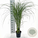 Miscanthus sin. 'Gracillimus' 40-70 cm 3,0L