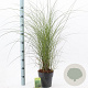 Miscanthus sin. 'Gracillimus' 40-70 cm 3,0L