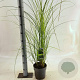 Miscanthus sin. 'Gracillimus' 40-70 cm 3,0L