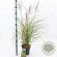 Miscanthus sin. 'Red Chief' GM C3