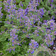 Nepeta cataria GM P9