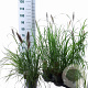Pennisetum al. 'Black Beauty' 25-30 cm 3,0L