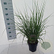 Pennisetum alopecuroides viridesc. 30-40 cm 3,0L