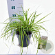 Pennisetum alopecuroides viridesc. 30-40 cm 3,0L