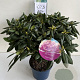 Rhododendron 'Roseum Elegans' 50 cm 7,5L