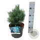 Pinus sylv. 'Watereri' 20-25 cm