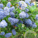 Ceanothus griseus 'Yankee Point' 30-40 cm 7,5L