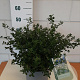 Ceanothus thyrsiflorus repens 30-40 cm 7,5L