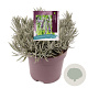 Lavandula int. Phenomenal GM 2,0L