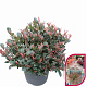 Photinia fraseri 'Little Fenna' 30-40 cm 10L