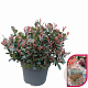 Photinia fraseri 'Little Fenna' 30-40 cm 10L