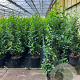 Prunus l. 'Angustifolia' 120-140 cm 15L