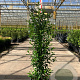 Prunus l. 'Angustifolia' 120-140 cm 15L