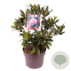 Rhododendron pont. 'Roseum' 30-35 cm 5,0L