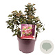 Viburnum tin. Lisarose 30-35 cm 7,5L