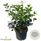 Viburnum tin. Lisarose 40-50 cm 10L