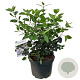 Viburnum tin. Lisarose 40-50 cm 10L