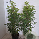Prunus l. 'Angustifolia' 40-60 cm 3,0L