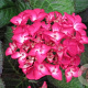 Hydrangea macrophylla GM 2,0L