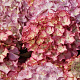 Hydrangea m. Adula GM 2,0L