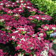 Hydrangea macrophylla 'Kardinal' GM 2,0L