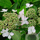Hydrangea macrophylla 'Maculata' GM 2,0L
