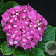 Hydrangea macrophylla 'Miss Belgium' GM 2,0L