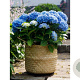 Hydrangea macrophylla 'Music Collection Blue Boogiewoogie' GM 2,0L
