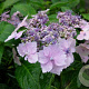 Hydrangea macrophylla 'Mariesii Lilacina' GM 2,0L