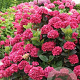 Hydrangea macrophylla 'Merveille Sanguinea' GM 2,0L