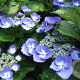 Hydrangea macrophylla 'Nachtigall' GM 2,0L