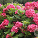 Hydrangea macrophylla 'Oregon Pride' GM 2,0L