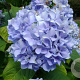 Hydrangea macrophylla 'Otaksa' GM 2,0L