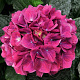 Hydrangea m. Amsterdam Paars GM 2,0L