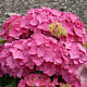 Hydrangea m. 'Ami Pasquier' GM 2,0L