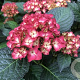 Hydrangea macrophylla 'Red Angel' GM 2,0L