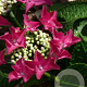 Hydrangea macrophylla 'Rotschwanz' GM 2,0L