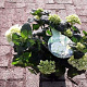 Hydrangea macrophylla 'Schneeball' GM 2,0L