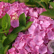 Hydrangea macrophylla 'Superbowl' GM 2,0L