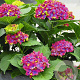 Hydrangea macrophylla 'Schloss Wackerbarth' GM 2,0L