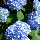 Hydrangea m. Blue Buck GM 2,0L