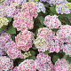 Hydrangea m. 'Camilla' GM 2,0L