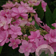 Hydrangea m. 'Dart's Romance' GM 2,0L