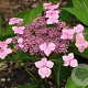 Hydrangea m. 'Dart's Songbird' GM 2,0L